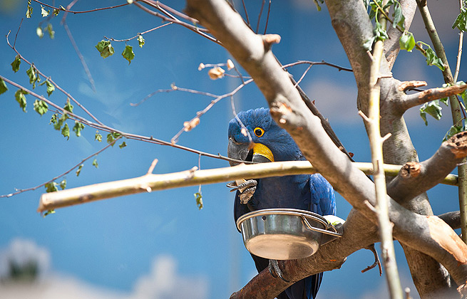 免费电话轰炸机