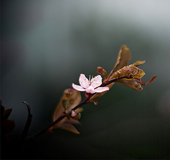 网络电话免费30分钟