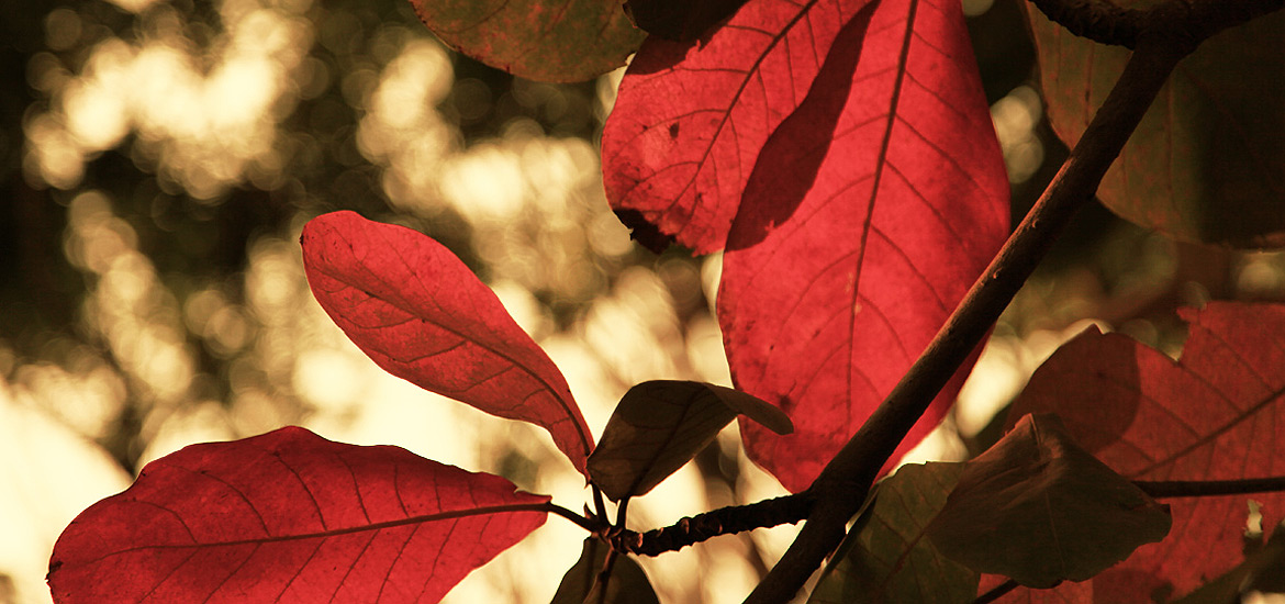 网络电话免费30分钟